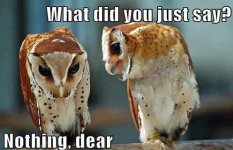 WHAT did you say.jpg