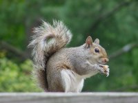 EastGraySquirrel.jpg