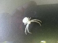spider 7-7-13.jpg