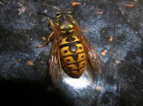 wasp1.jpg