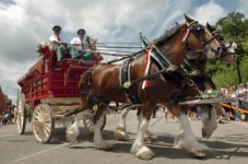large_CLYDESDALES1_062209.jpg