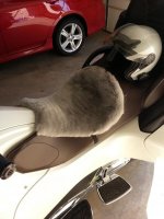 Sheepskin.jpg