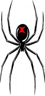 spider-3_edited.jpg