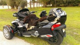 sheepskin3.jpg