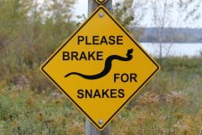 IMG_4155_-_Please_brake_for_snakes.jpg