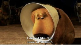 the-cone-of-shame-23716 (2).jpg
