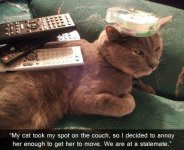 The Cat won't Move.jpg