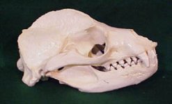 sea lion.jpg