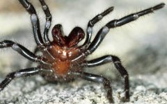 Funnel web Spider.jpg