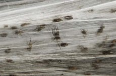 spiders6.jpg