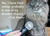 cat mayor.jpg