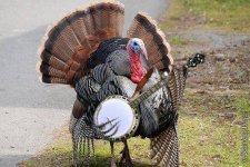 Banjo Turkey.jpg