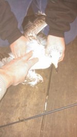 IMG_20131129_221642_377.jpg IMG_20131129_221642_377.jpg