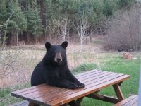 bearack-obama.jpg