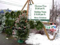 Holiday Tree.jpg