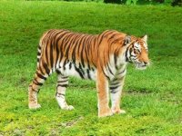 Bengal_Tiger_Miami_MetroZoo.jpg