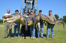 723-pound-alligator.jpg