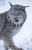 19546687-wild-cat-licking-lips.jpg