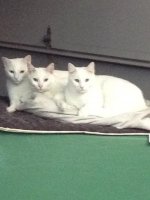 cats 004.jpg