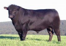 Black Angus.jpg
