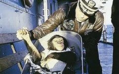 Test pilot monkeys.jpg