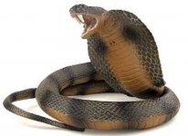 cobra.jpg