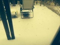 IMG_1185.jpg