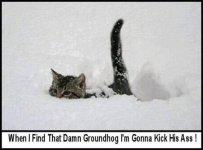 Cat On A Mission.jpg
