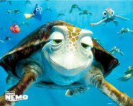 turtle.jpg