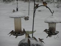 IMG_2348.jpg