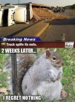 squirrel.jpg