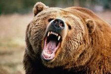 Grizzly.jpg