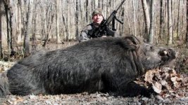 pig.jpg