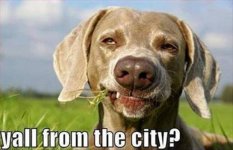 Country Dawg.jpg