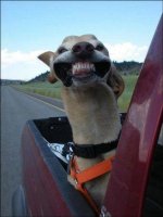 Dogs know why we ride motorcycles.jpg