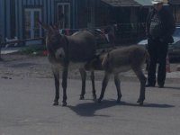 oatman 3.jpg