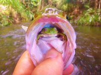 fishn frog.jpg