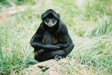 Spider Monkey.jpg
