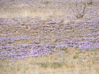 iris align 003.jpg