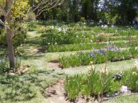 iris align 008.jpg