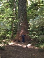 LiseTreehuggerLakeCrescent.jpg LiseTreehuggerLakeCrescent.jpg