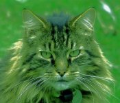 green_cat.jpg