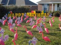 flamingobd.jpg