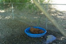 Sammy Swimming 2.jpg