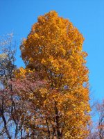 DSC03817a.jpg