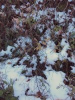 DSC03839a.jpg