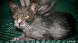 werewolf cat.jpg
