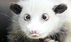 Heidi-the-cross-eyed-opos-007.jpg