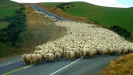 life-blog_sheep_new-zealand_620-corbiswl010977.jpg