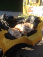 seat cover.jpg